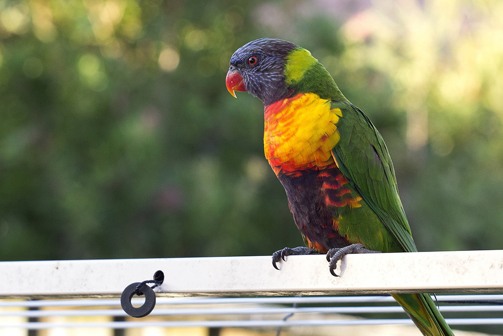 LORIKEETS
