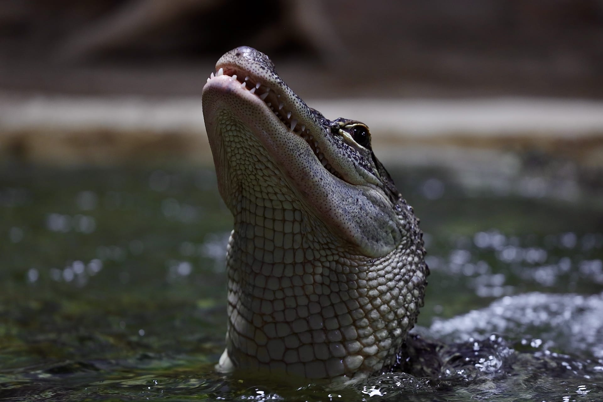 AMERICAN ALLIGATOR