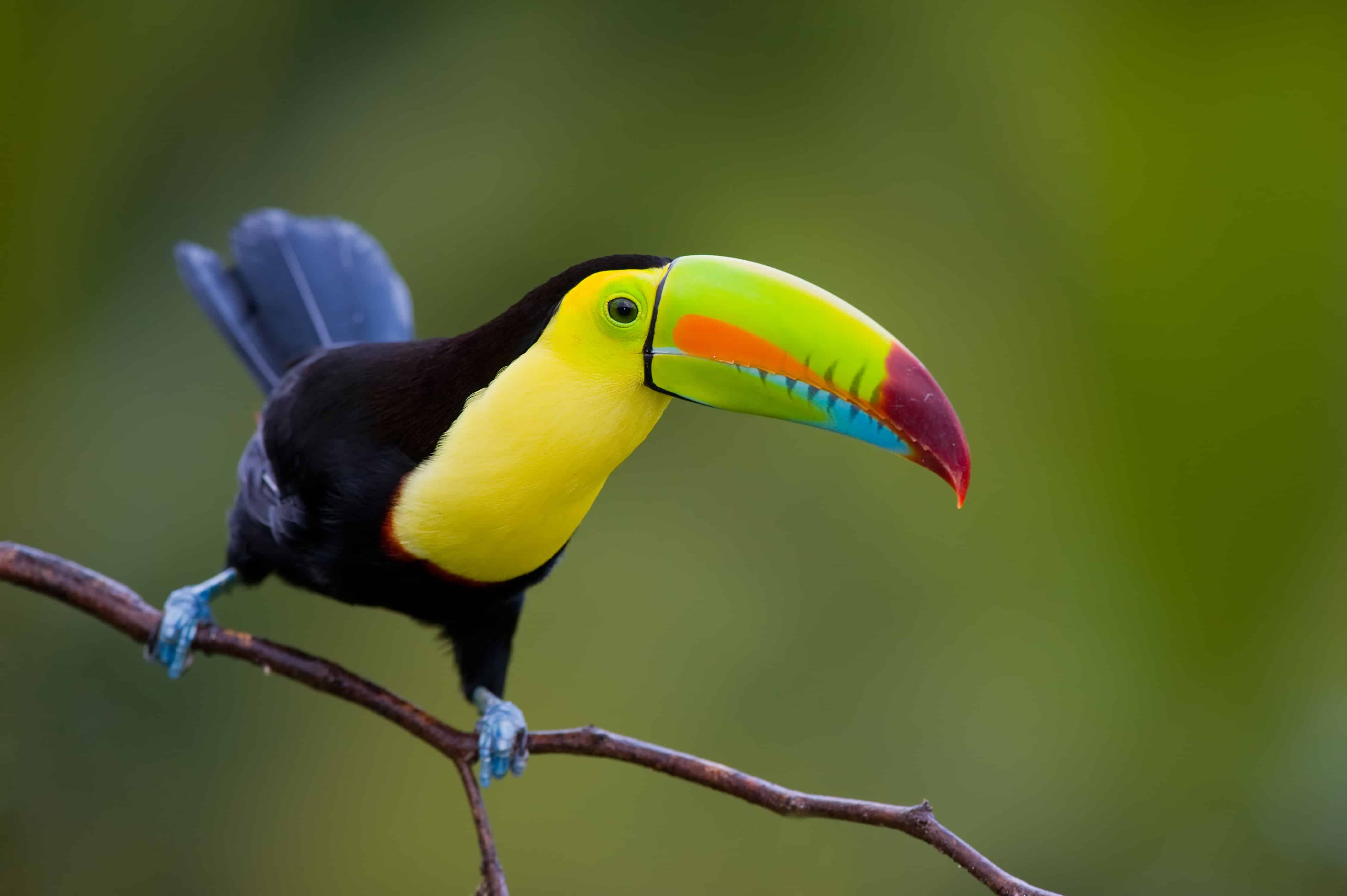 KEEL-BILLED TOUCAN