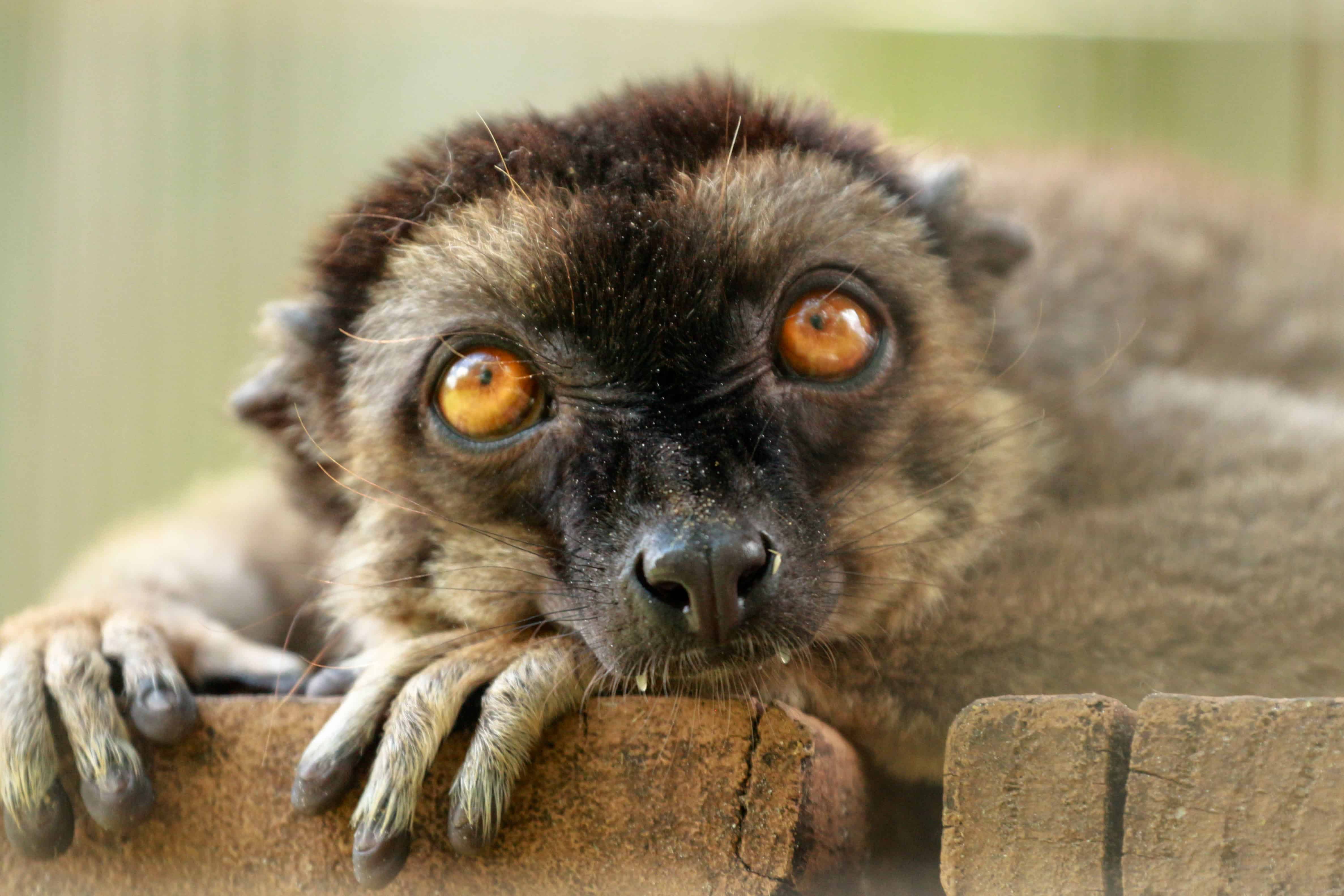 BROWN LEMUR