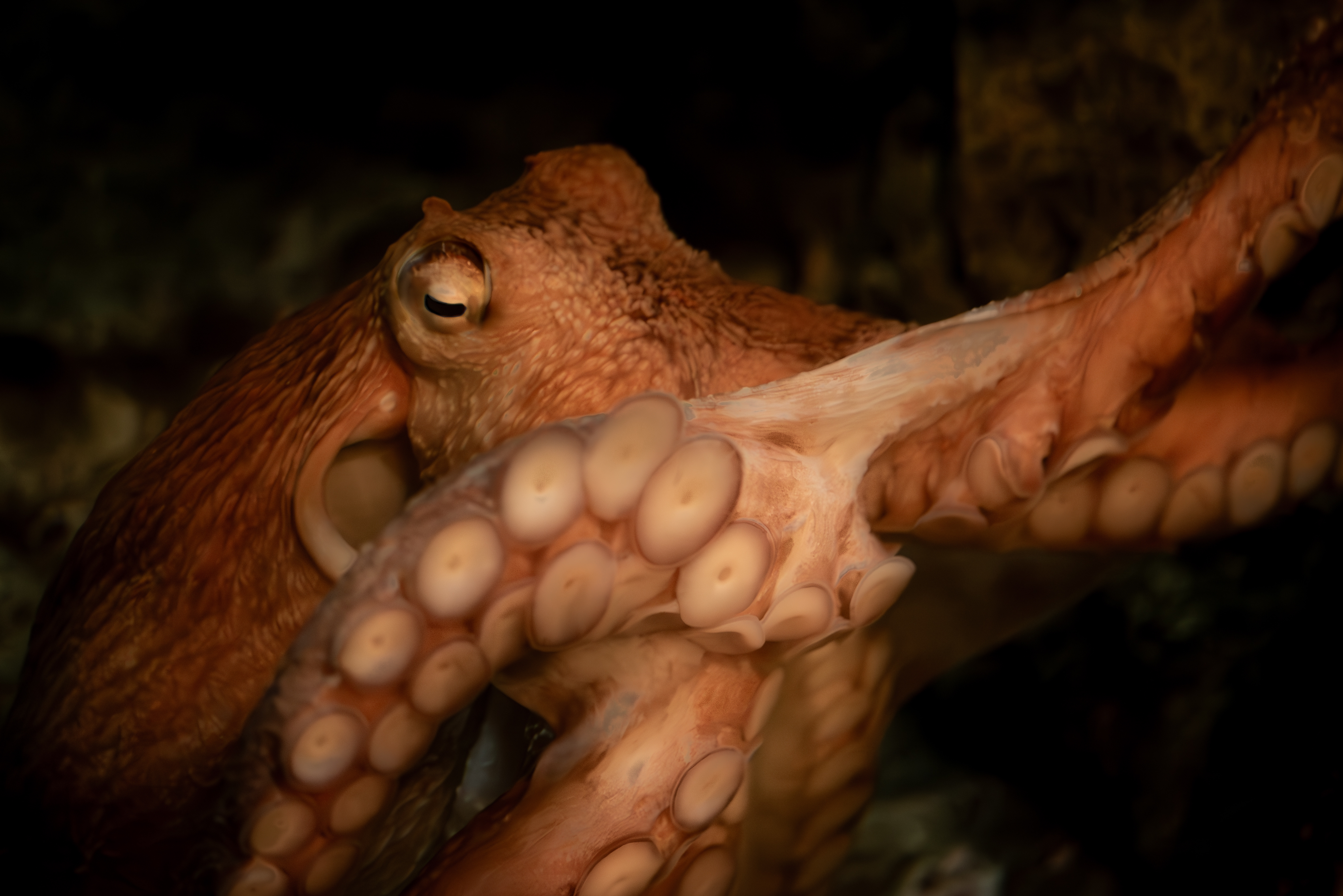 GIANT PACIFIC OCTOPUS