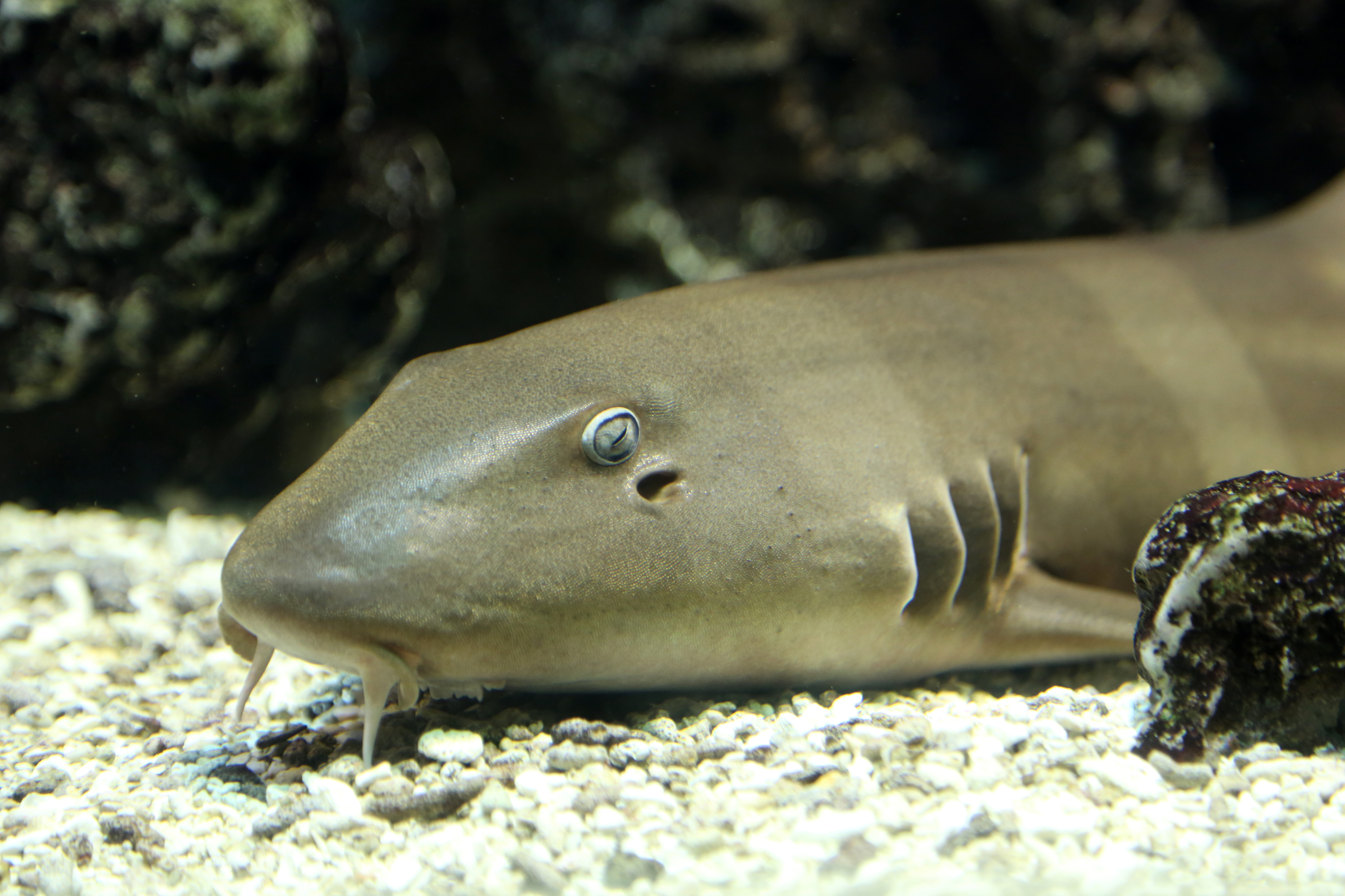 BAMBOO SHARK