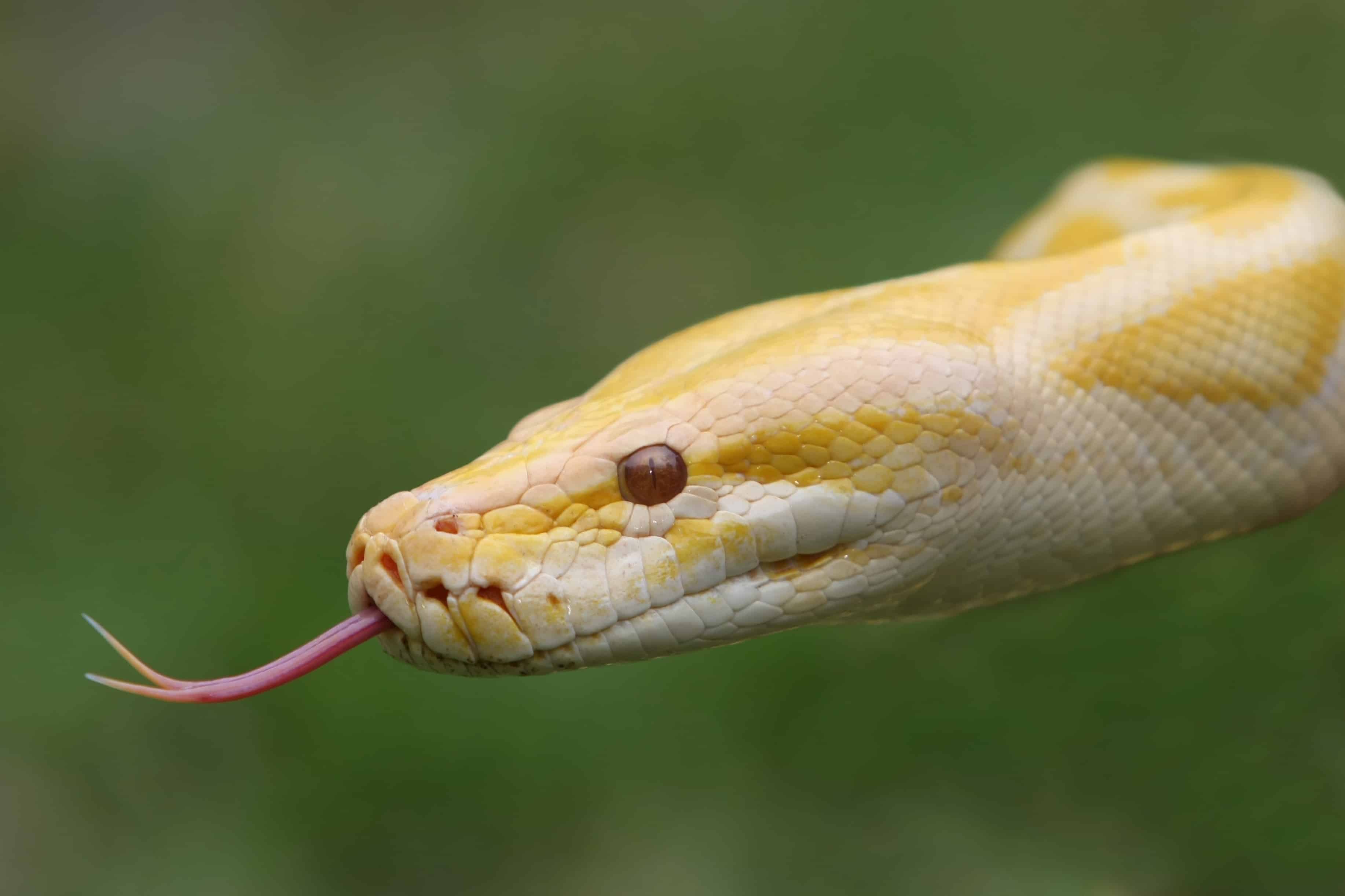 BURMESE PYTHON