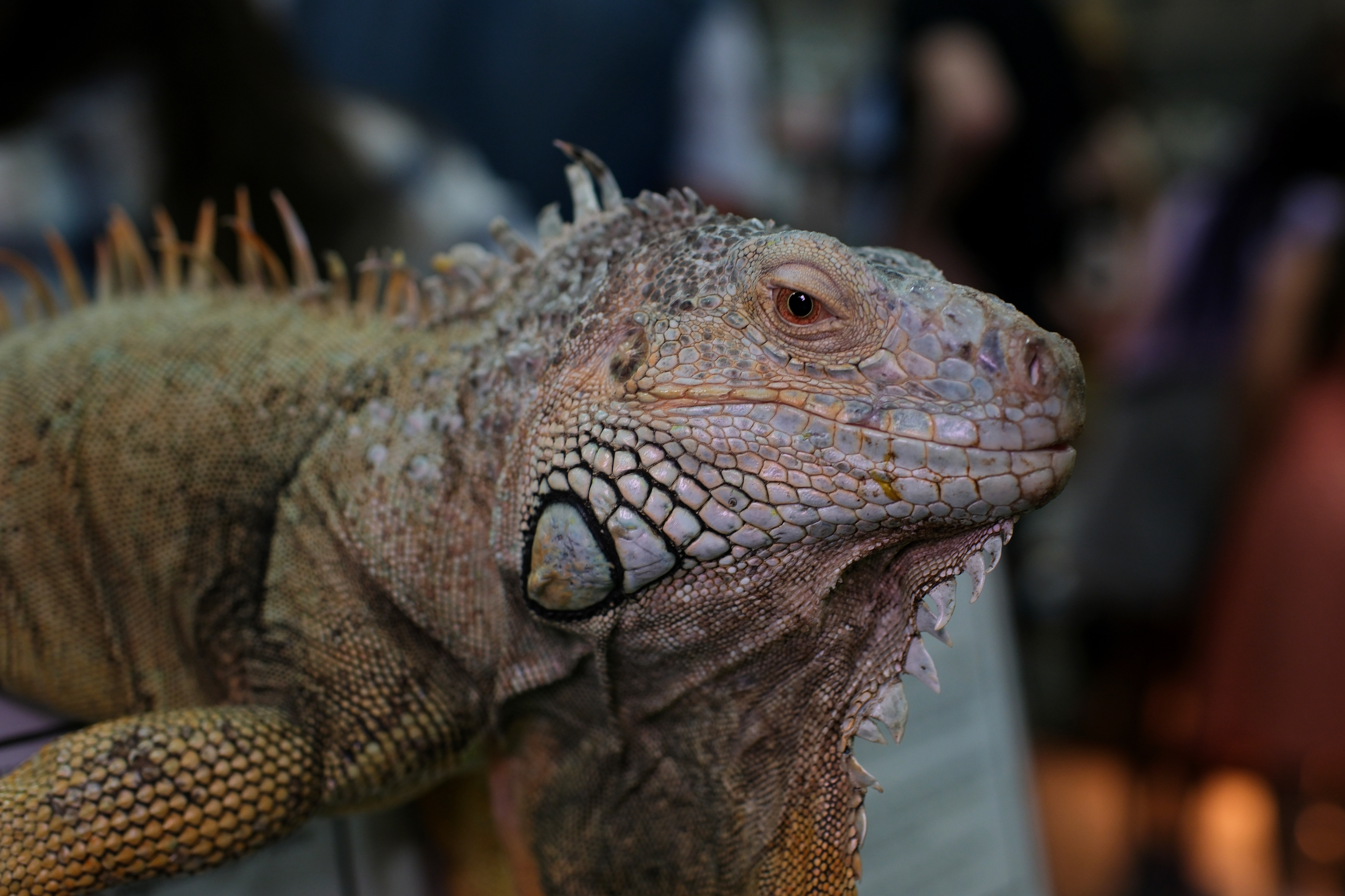 IGUANA