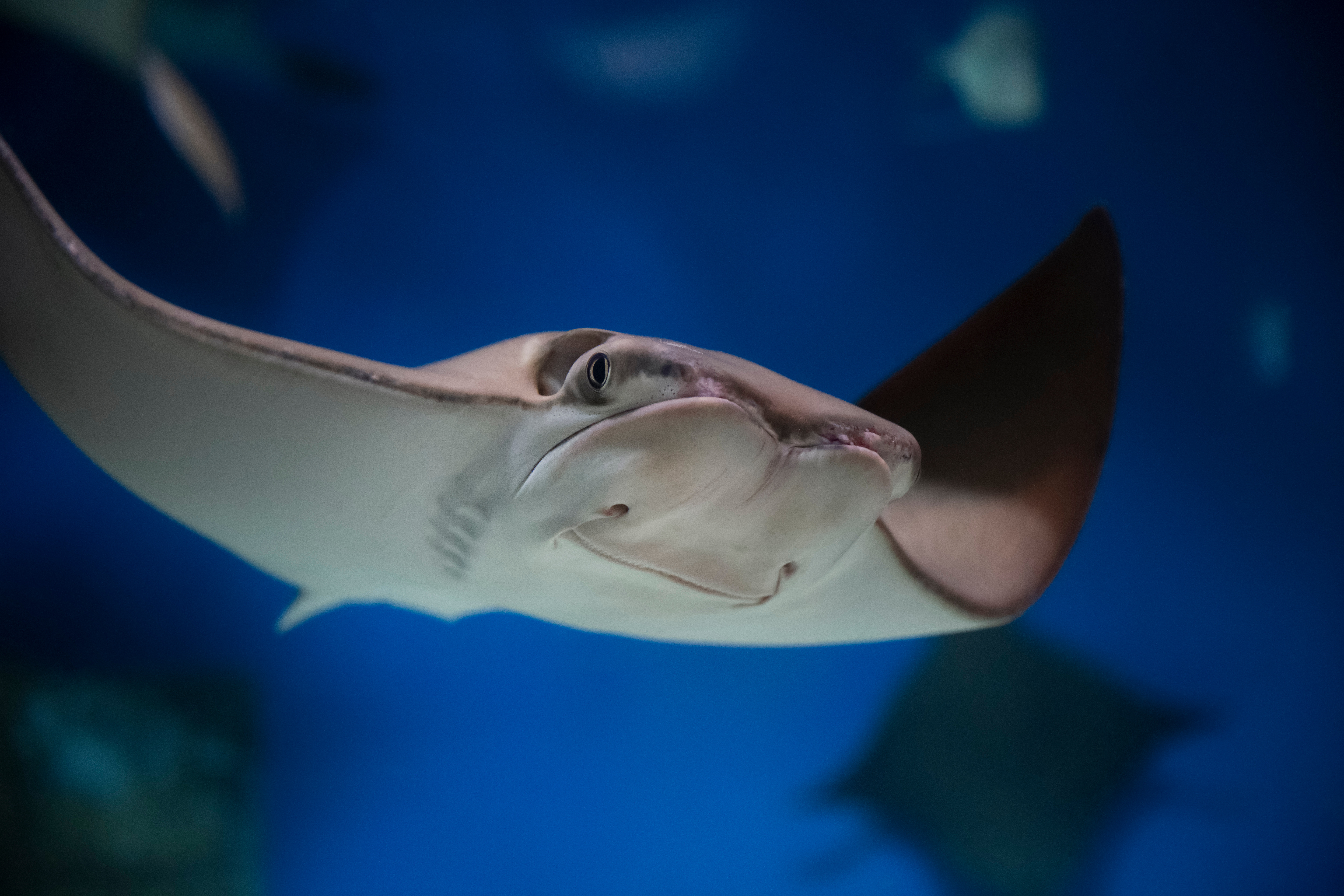STINGRAY